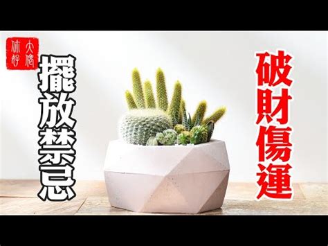 仙人掌風水辦公室|辦公室仙人掌擺放指南：破解防小人迷思，打造職場好運